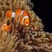 anemonefish_falseclown_nus_h_0705_png1887.jpg
